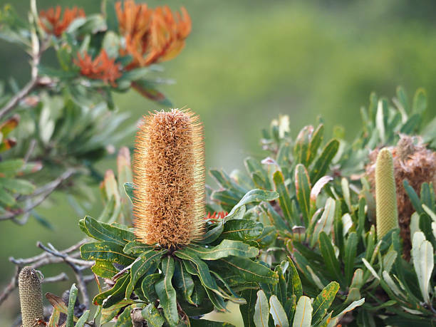 Horizontal close-up photo of green and rust-coloured new leaves, a young flower spike and a mature flower head, on a native species Banksia bush growing on clay heathland at Byron Bay, NSW in Summer. Indigenous Australian people use nectar from the flower as a food source. Soft focus background.