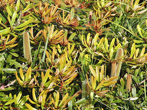 Horizontal close-up photo of green and rust-coloured new leaves and young flower spikes on a native species Banksia bush growing on clay heathland at Byron Bay, NSW in Summer