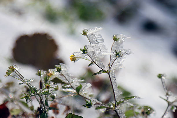The plants were covered with white ice crystals
