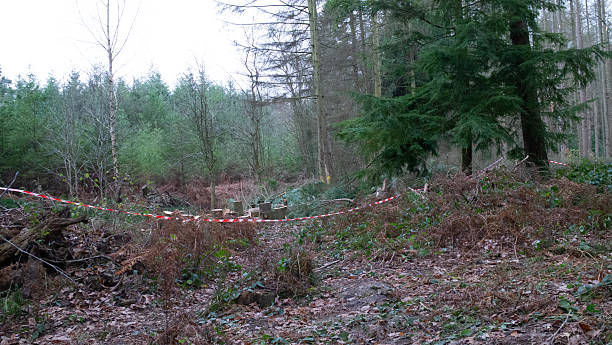 istock woodland with danger tape and sawed trunks 2254534719