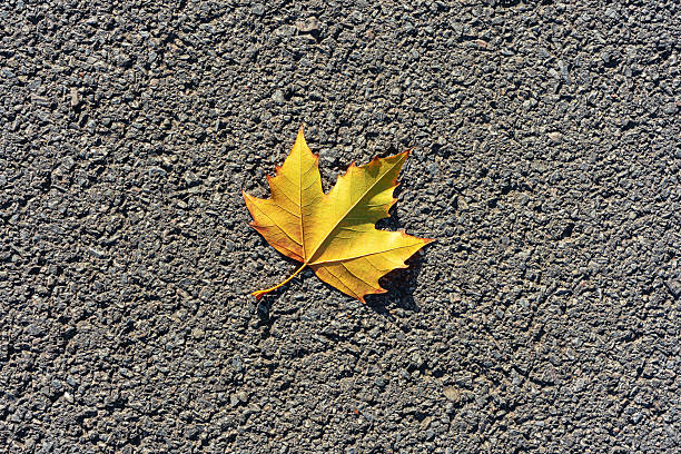 Autumn leaves with asphalt pavement textured background
