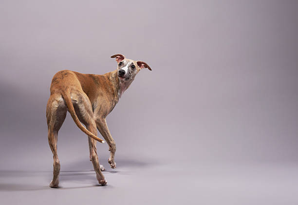 Dog that does tricks, Jack Russell in mouvement in color background