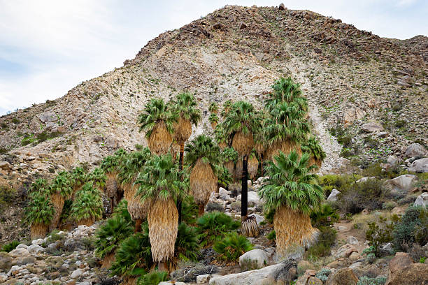 Scenic view of lush green palms at Fortynine Palms Oasis along a desert trail in Joshua Tree National Park California