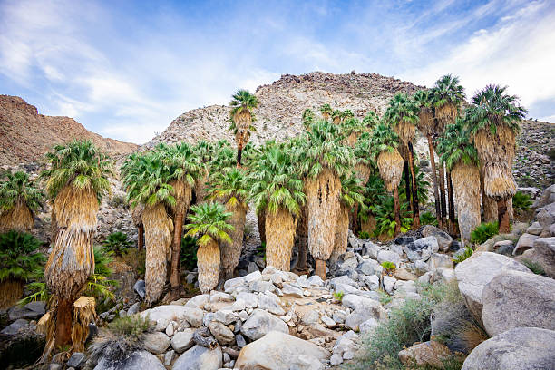 Scenic view of lush green palms at Fortynine Palms Oasis along a desert trail in Joshua Tree National Park California