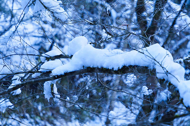 Winter, dead trees with snow, lonely atmosphere