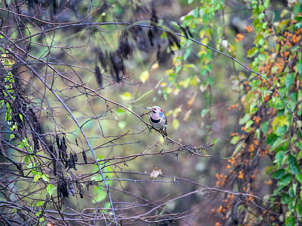 Northern flicker woodpecker perched on a tree branch in an autumn forest, displaying its spotted chest, gray face, and red nape patch surrounded by colorful vines and berries.