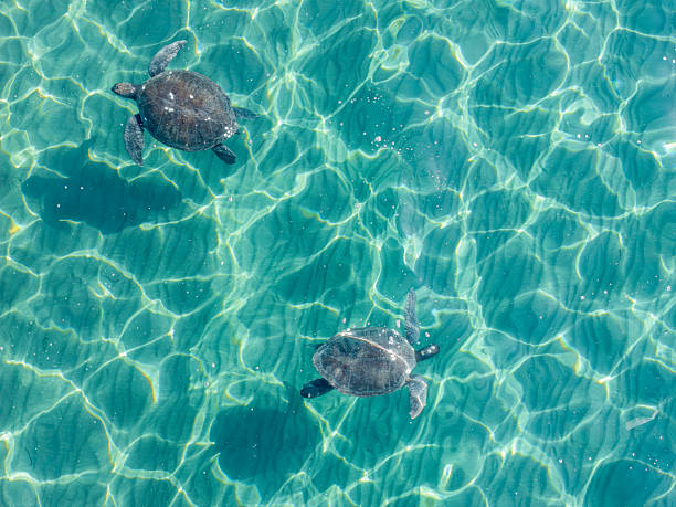 A majestic sea turtle swims gracefully through clear blue water above the sandy ocean floor.