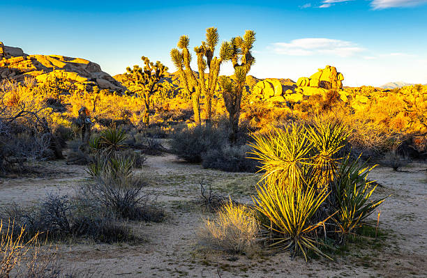 istock Scenic Sunrise View at Barker Dam Trail 2254542935