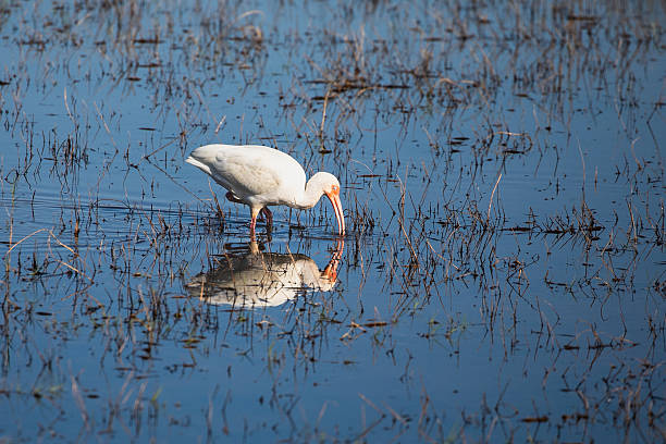 A white ibis wading in shallow wetland water while foraging, lowering its curved orange bill to probe for small aquatic prey. Its reflection appears in the calm blue surface, surrounded by marsh grasses under natural sunlight.