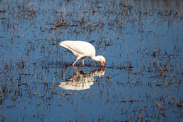A white ibis wading in shallow wetland water while foraging, lowering its curved orange bill to probe for small aquatic prey. Its reflection appears in the calm blue surface, surrounded by marsh grasses under natural sunlight.