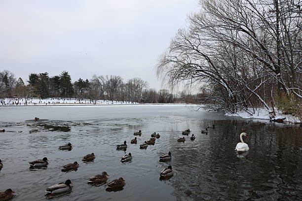 Queens, New York. Taken December 27,  2025. Winter scene at the Kissena park with the view of the pond. Kissena Park is a 235-acre park located in the neighborhood of Flushing in Queens, New York City. It is located along the subterranean Kissena Creek, which flows into the Flushing River. Ducks and Swan in the pond while kids play in the snow in the background.