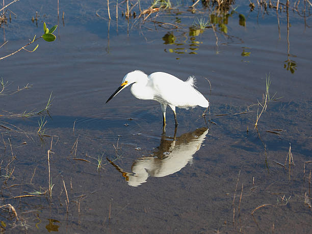 A snowy egret wading in shallow wetland water while hunting for aquatic prey, its bright white plumage reflected in the calm surface and surrounded by marsh grasses under natural sunlight.