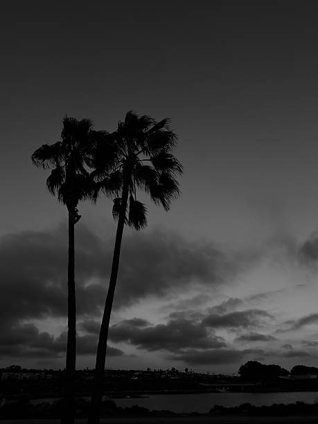 istock Palm Trees at Dusk on Carlsbad State Beach 2254548802