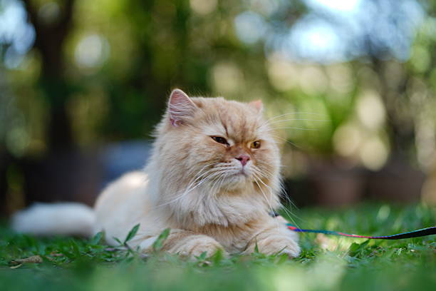 A serene image of a Persian cat resting peacefully on green grass, showcasing its fluffy fur and calm demeanor in a warm and inviting outdoor environment.