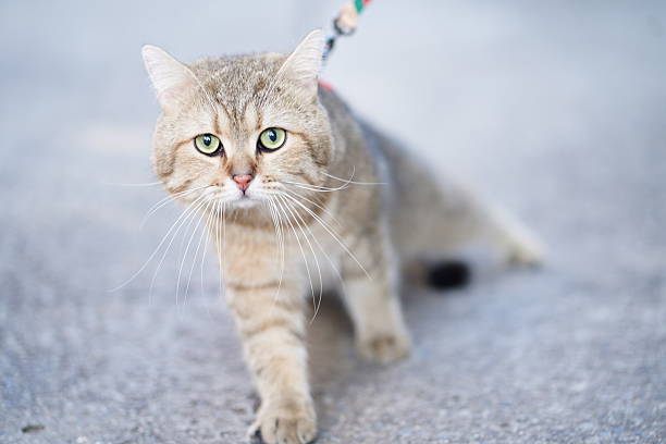 A beautiful cat on a leash walks through an urban setting during daylight. Its striking green eyes and soft fur highlight its playful yet contemplative nature.