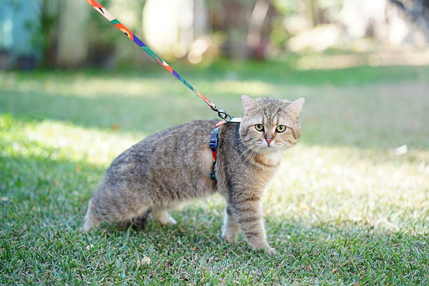 istock Curious gray cat exploring outdoor space while wearing a colorful harness and leash on a sunny day in a lush green yard filled with soft grass 2254550630