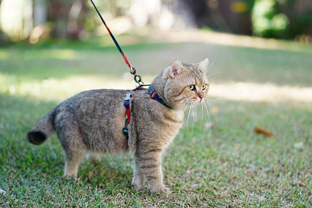 istock Playful Tabby Cat on a Leash Exploring a Sunlit Garden Surrounded by Green Grass and Natural Beauty in a Serene Outdoor Setting 2254550666