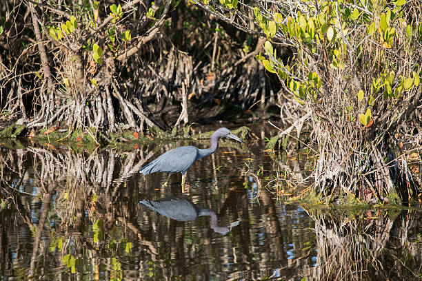A little blue heron wading through a mangrove-lined wetland channel, its reflection visible in calm water surrounded by dense coastal foliage.