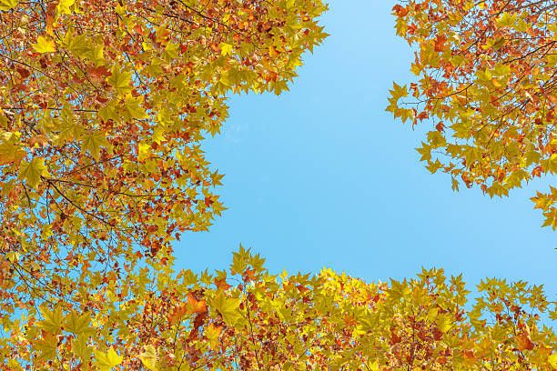 Colorful autumn leaves on trees against a sunny blue sky