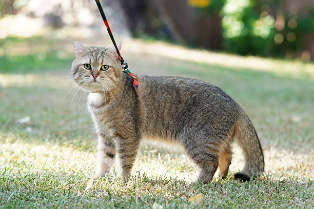 istock Curious cat on a leash exploring a sunny green garden during a warm day, showing its playful and adventurous nature in vibrant outdoor environment 2254552066