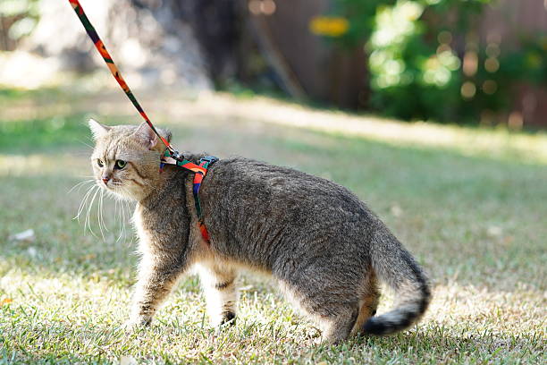 istock Cat on a Leash Exploring the Outdoors in a Lush Green Garden with Soft Natural Light and Vibrant Nature in the Background 2254552068