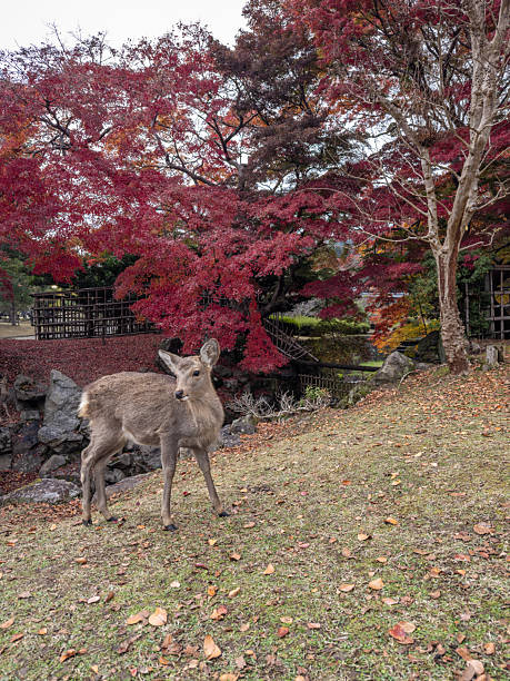 istock Japanese popular locations 2254552768