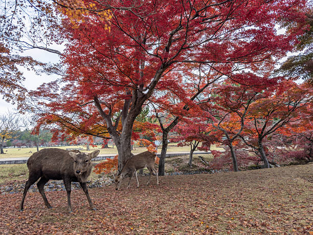Sika deer graze peacefully under a canopy of stunning red autumn maple leaves in historic Nara Park, Japan. A picturesque scene of wildlife and vibrant fall foliage.