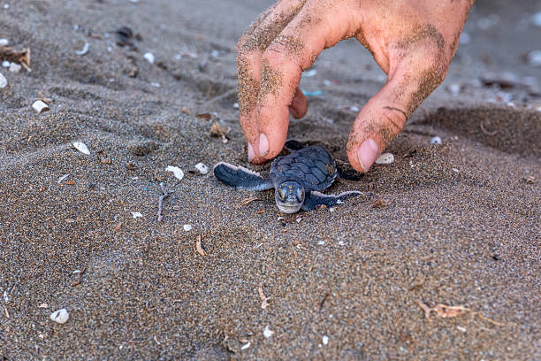 istock Sea Turtles conversation project – Loggerhead (Caretta Caretta) and Green Turtle 2254552922