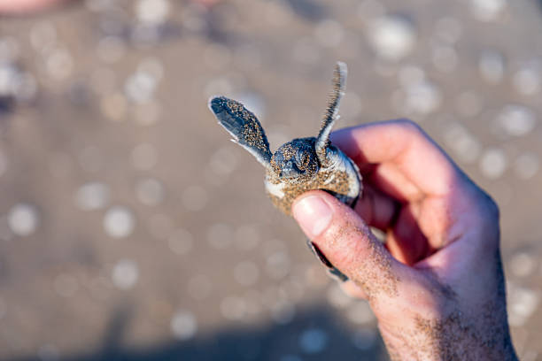 Sea Turtles conversation project, including loggerhead (Caretta caretta) and green sea turtle species. These marine reptiles are symbols of ocean life, biodiversity, and conservation, often found in tropical and Mediterranean seas. A powerful wildlife and nature scene ideal for environmental awareness, marine biology, sustainability, travel, documentary, and cinematic stock footage projects.