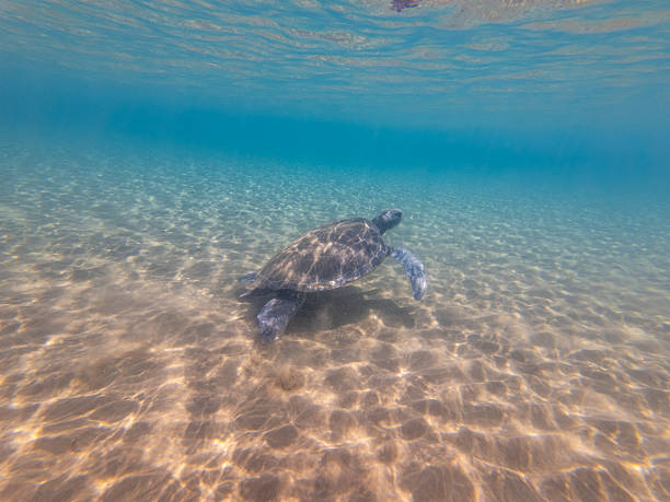 Underwater view of sea turtles swimming gracefully through clear ocean water, including loggerhead (Caretta caretta) and green sea turtle species. These marine reptiles are symbols of ocean life, biodiversity, and conservation, often found in tropical and Mediterranean seas. A powerful wildlife and nature scene ideal for environmental awareness, marine biology, sustainability, travel, documentary, and cinematic stock footage projects.