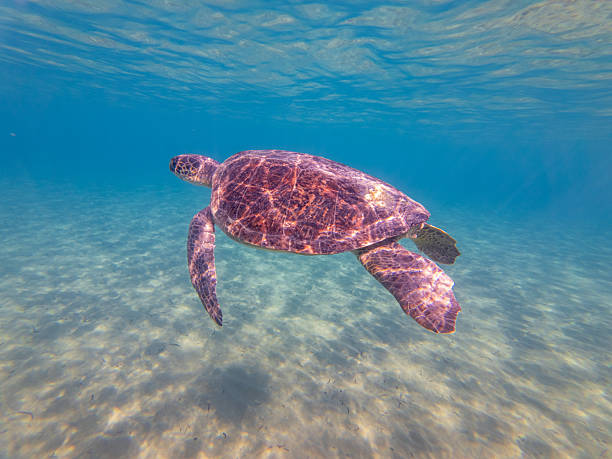 istock Sea Turtles Swimming Underwater – Loggerhead (Caretta Caretta) and Green Turtle 2254553495