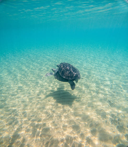 istock Sea Turtles Swimming Underwater – Loggerhead (Caretta Caretta) and Green Turtle 2254553670