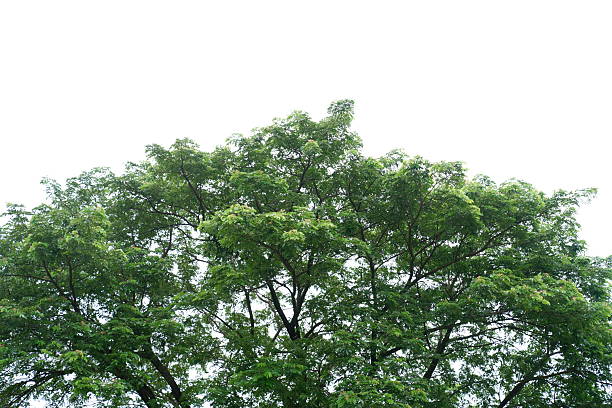 The tree that towers high into the sky is very beautiful, suitable for a background
