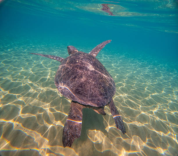 istock Sea Turtles Swimming Underwater – Loggerhead (Caretta Caretta) and Green Turtle 2254553979