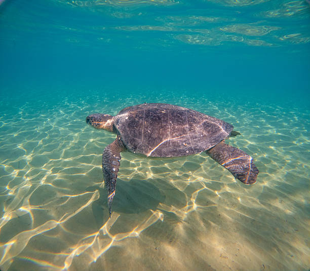 istock Sea Turtles Swimming Underwater – Loggerhead (Caretta Caretta) and Green Turtle 2254554014