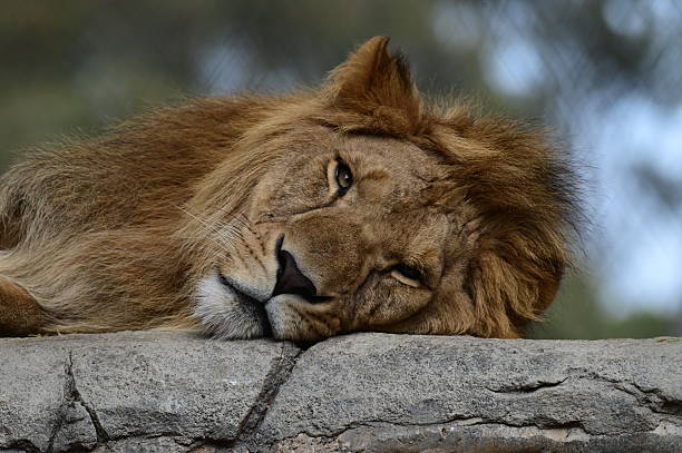 istock Male lion resting 2254555772