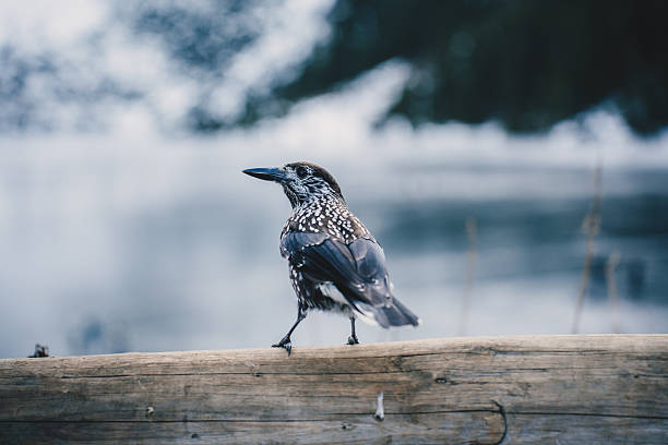 Stunning close-up of a Spotted Nutcracker perched on a weathered wooden log against a soft, misty blue background.