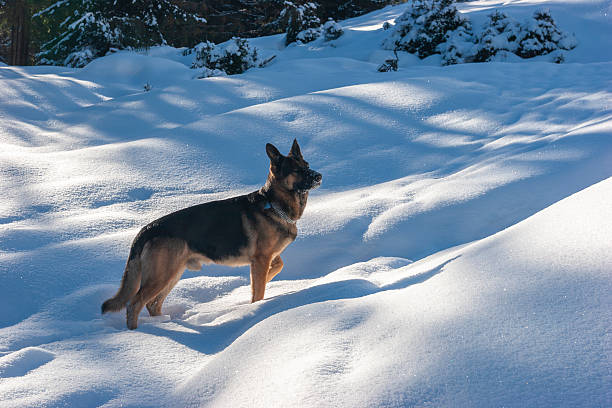 A striking side-profile shot of a black and tan German Shepherd standing alert in deep, fresh snow. The scene is defined by high-contrast lighting, with bright afternoon sun creating long, deep-blue shadows across the undulating snowy ground. The dog is wearing a metal chain collar and is looking intently into the distance. This image beautifully captures the quiet intensity of a working dog in a cold, natural environment, making it suitable for pet care, outdoor adventure, or security-themed content.