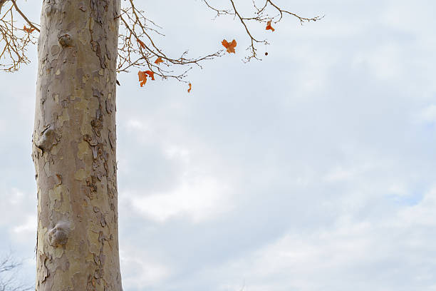 Sycamore tree trunk showing textured peeling bark against a mostly cloudy sky with a few autumn leaves on branches