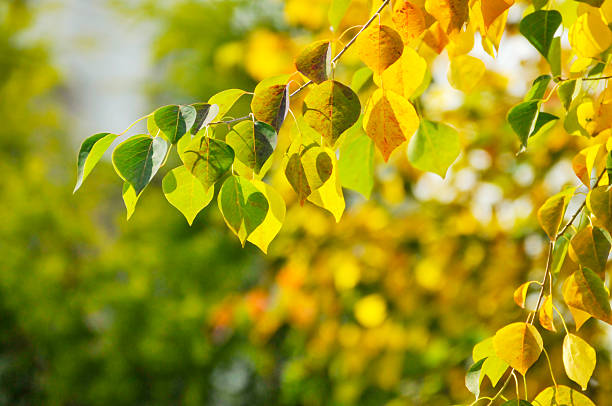 Autumn Colorful Leaves