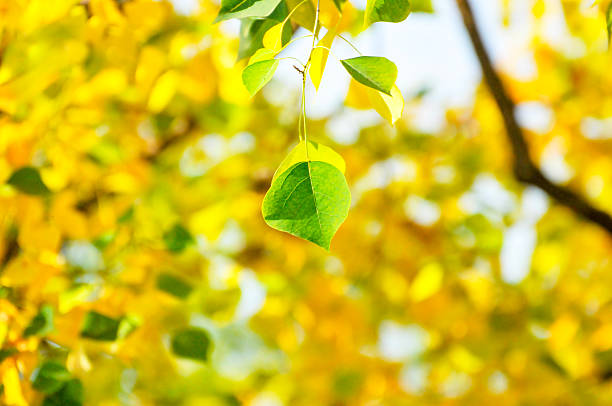 Autumn Colorful Leaves