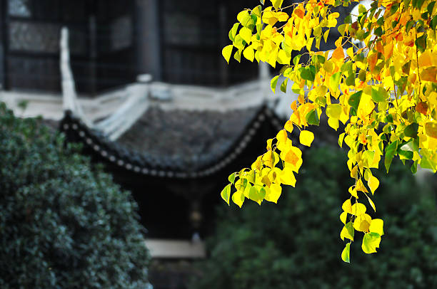 Autumn Colorful Leaves