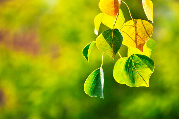 Autumn Colorful Leaves