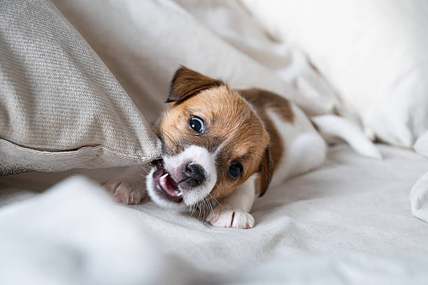 Cute little puppy playing with cushion, biting it playfully. Mischievous domestic animal behavior for pet care and training concept.