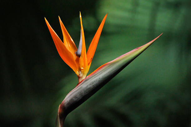 The bird of paradise flower
