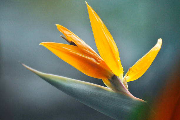 The bird of paradise flower