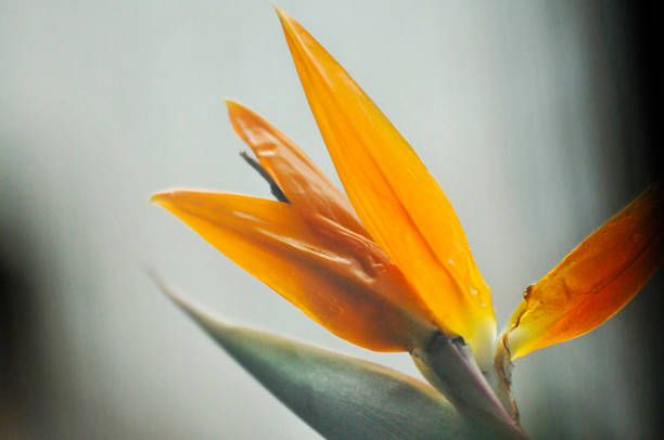The bird of paradise flower