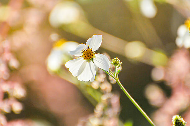 White tender flowers in sunlight