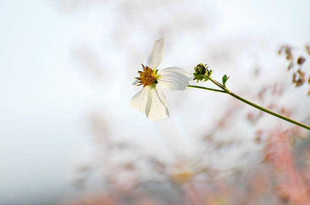 Floral photography