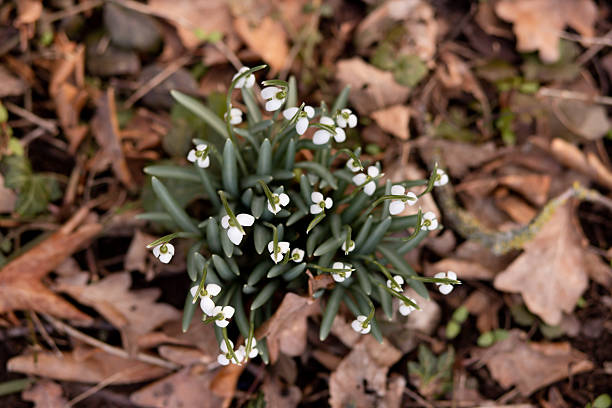 Close-up of a snowdrop bush. Primroses in the forest. Spring Forest. High quality photo